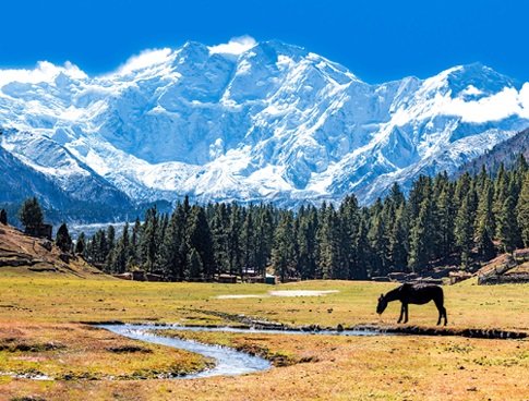 Hills of Kashmir Tour and Travels
